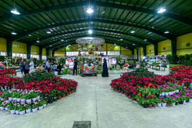 حوزه گل و گیاه قابلیت صادرات بیش از ۱۰ میلیارد دلار را دارد