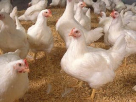 آغاز طرح پایش آنفلوانزای فوق حاد پرندگان در آذربایجان‌شرقی