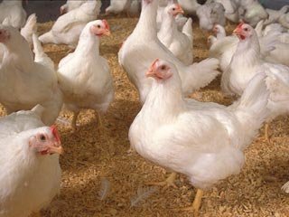 آغاز طرح پایش آنفلوانزای فوق حاد پرندگان در آذربایجان‌شرقی