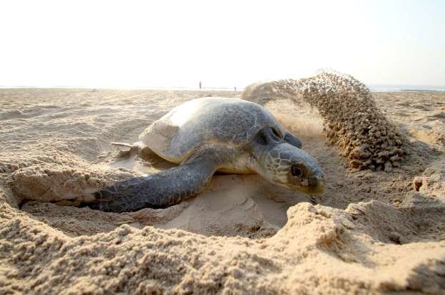 نیمی از گونه‌های لاک‌پشت‌های بومی ایران در خطر انقراض