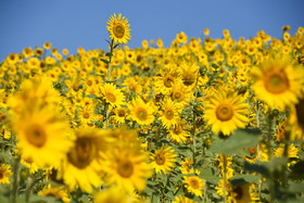 دشت گل های آفتابگردان کالپوش در ۲۲۰ کیلومتری شمال شرقی شهرستان شاهرود و در منطقه گردشگری کالپوش شهرستان میامی قرار دارد.
