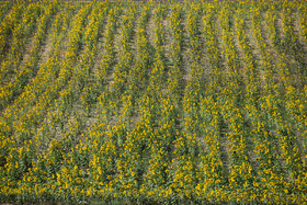 با فرا رسیدن شهریور ماه میلیون‌ها گل آفتابگردان در دشت‌های مخملین کالپوش شاهرود شکفته می‌شوند.
