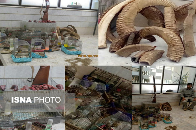 کشف لاشه کل وحشی و دستگیری شکارچیان در اردستان
