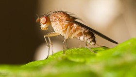 مگس‌های میوه مجهز به ناوبری "فلکی"!