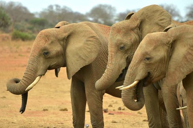 خشکسالی عامل تلف شدن ۵۵ راس فیل در زیمبابوه