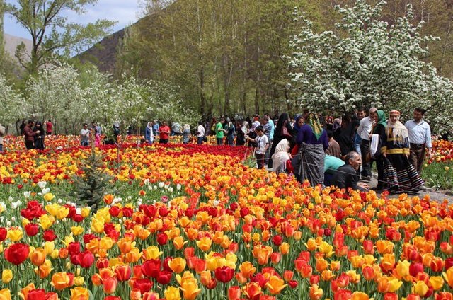 ۴۲۸ هزار گلدان گل از نوشهر به خارج از کشور صادر شد