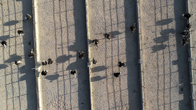 تصویر هوایی مجتمع پرورش «شتر مرغ»