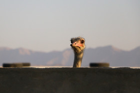 «شتر مرغ» نوعی پرنده بی پرواز بومی آفریقاست که لقب بزرگترین پرنده زنده دنیا را یدک می‌کشد. 