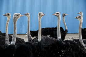 " مجتمع پرورش «شتر مرغ»" در سال۹۴ در مساحت ۷ هکتار و با تعداد ۴۰۰ راس شترمرغ آغاز به کار کرد.