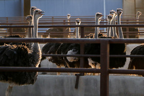 تولید سالانه ۳۱ تن گوشت شترمرغ در جوین