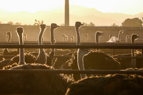 گوشت «شتر مرغ» فاقد چربی و کلسترول بالاست. با این حال به دلیل نوسانات بازار و عدم توانایی خرید گوشت شتر مرغ توسط مردم، باعث شده تا مصرف این گوشت فراگیر نباشد.