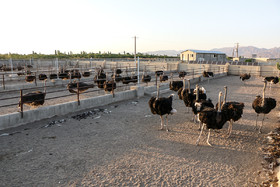 " مجتمع پرورش «شتر مرغ»"  در سال۹۴ در مساحت ۷ هکتار و با تعداد ۴۰۰ راس شترمرغ آغاز به کار کرد.