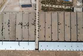 تصویر هوایی مجتمع پرورش «شتر مرغ»