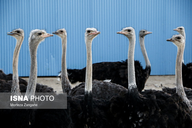 دومین چرم گران قیمت جهان را جلوی سگ میاندازند! دومین چرم گران قیمت جهان را جلوی سگ میاندازند!