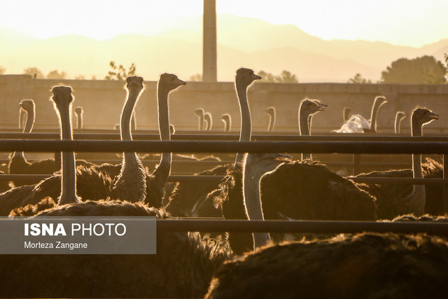 عرضه گوشت شترمرغهای بیمار و مرده در یزد؛ واقعیت یا سناریوسازی؟ عرضه گوشت شترمرغهای بیمار و مرده در یزد؛ واقعیت یا سناریوسازی؟