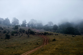 «جنگل ابر» در منطقه البرز شرقی و در نزدیکی روستای ابر -در شهرستان شاهرود- قرار دارد و قسمت‌های زیادی از آن، مرز استان سمنان و گلستان را پوشش می‌دهد.