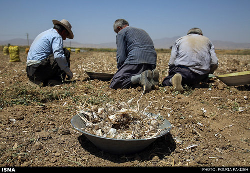 اسپانیایی‌ها عاشق سیر همدان شدند