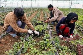پرداخت ۵۸۰ میلیارد ریال تسهیلات روستایی و عشایری به واحدهای تولیدی استان سمنان