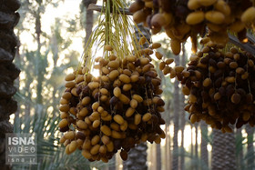 ویدئو / برداشت خرما از فراز نخل‌های بلند بوشهر