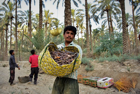 آغاز برداشت خرما در بوشهر/هر کیلو خرما ۸ هزار تومان آب می‌خورد