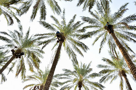 مخ برها به‌صورت گروهی یا انفرادی به برداشت درخت نخل می‌روند. برداشت خرما در آخرین ماه از فصل تابستان که گرمای بیش از اندازه‌ای در بوشهر دارد، صبح خروس خوان در نخلستان انجام می‌شود.