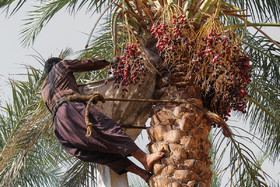 برداشت محصول از سوی کارگران مرد و در سبدهایی که با برگ درخت خرما بافته شده است، به صورت سنتی انجام می‌شود.