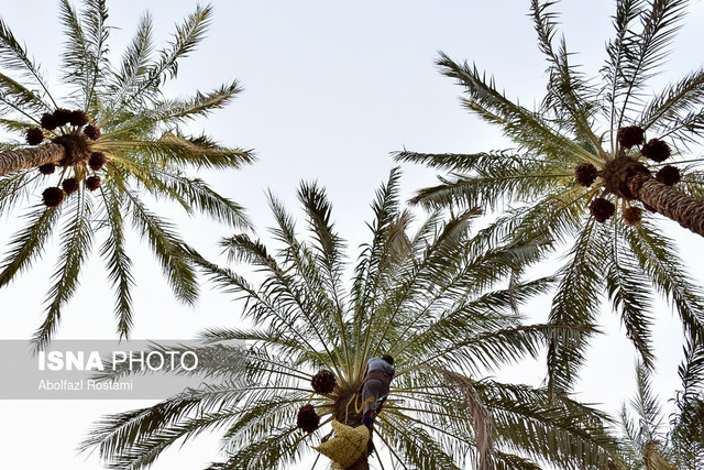 آغاز برداشت خرما در شوشتر