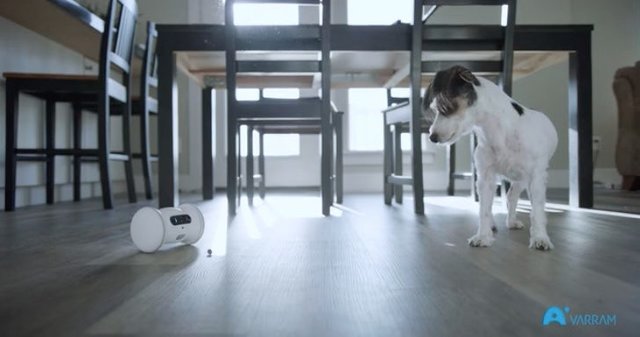 "وارام"؛ رباتی برای پر کردن تنهایی حیوانات خانگی
