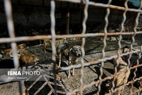افتتاح نقاهتگاه جدید سگ ها در سرخه حصار/طعمه گذاری برای موش ها به صورت روزانه در شهر