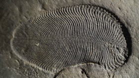 قدیمی‌ترین فسیل جانوری تاریخ زمین شناسایی شد