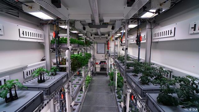 پرورش گیاه در قطب به امید حیات در مریخ