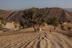 نمایی از زمین های کشاورزی گندم در روستای دلی 