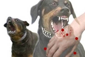 سگ‎های ولگرد تهدیدی جدی برای انسان‌ و حیات وحش/مهار جمعیت سگ‌های ولگرد در یزد