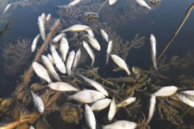 علت اصلی مرگ و میر ماهیان زرینه رود مشخص شد