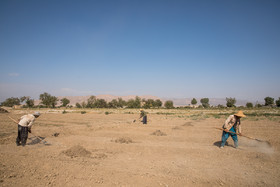 مهاجران افغانستانی بخش عمده‌ای از زمین‌های کشاورزی روستا را اجاره کرده‌اند و از این طریق امورات خود را می‌گذرانند