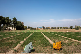 تعداد اندکی از مهاجران پاکستانی باقی‌مانده در منطقه همچون افغانستانی‌ها بخشی از زمین‌های کشاورزی روستا را اجاره کرده‌اند و از این طریق امورات خود را می‌گذرانند