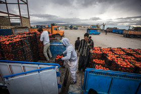 افزایش قیمت گوجه در قزوین/ مدیرکل راهداری اعتصاب کامیون‌داران را رد کرد