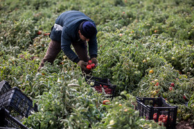 ۴۱ واحد تولید کشاورزی در قزوین نشان «حد مجاز آلاینده» دارند
