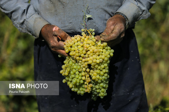 ثبت جهانی انگور ملایر برداشت انگور و تولید کشمش و شیره در ملایر