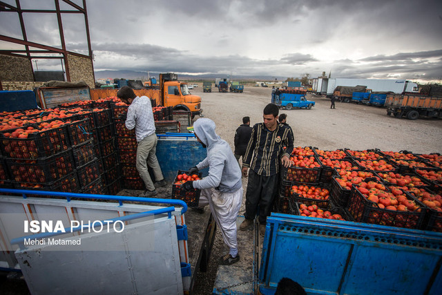 افزایش قیمت گوجه در قزوین/ مدیرکل راهداری اعتصاب کامیون‌داران را رد کرد