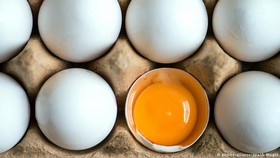 عرضه تخم مرغ بسته بندی به انجمن واگذار شد