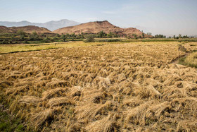 آغاز برداشت برنج از ۳۶۵۰ هکتار شالیزار استان قزوین