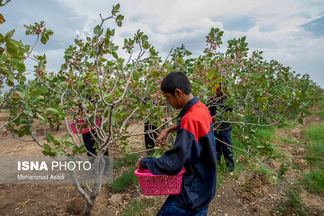 لبخند پسته به تلخی خبر کاهش کشت محصولات پرآبخواه ابرکوه  لبخند پسته به تلخی خبر کاهش کشت محصولات پرآبخواه ابرکوه