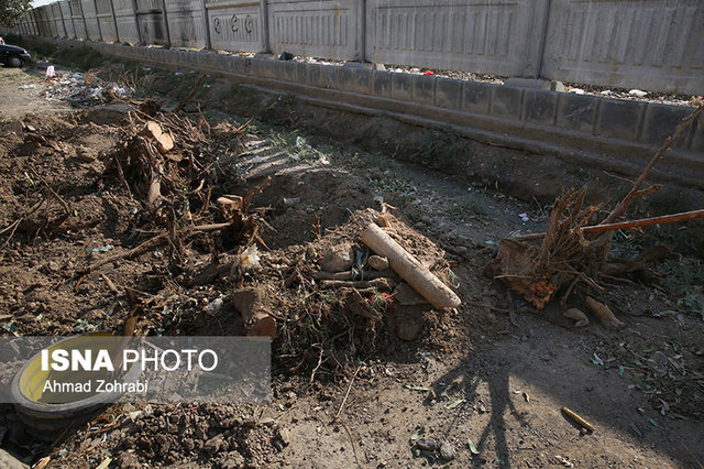 انتقاد ‌از قطع درختان کهنسال یکی از خیابان‌های قم‌ + عکس