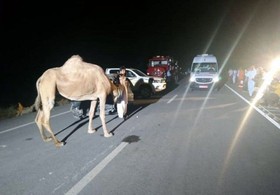 برخورد سواری با شتر 5 مصدوم برجای گذاشت