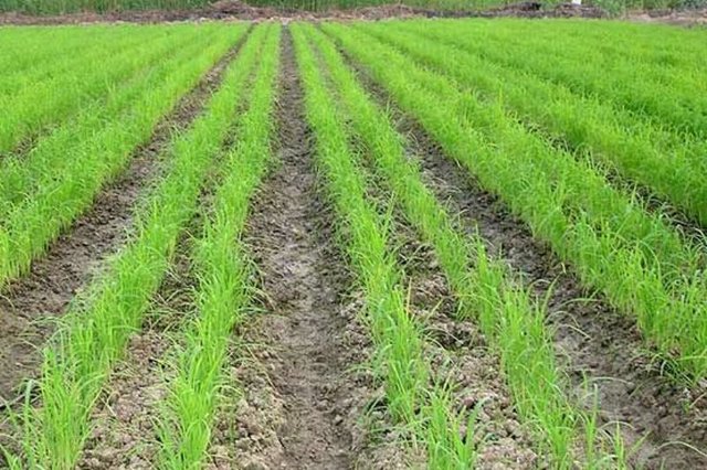 خشکه‌کاری برنج تأثیر چندانی بر کیفیت محصول ندارد
