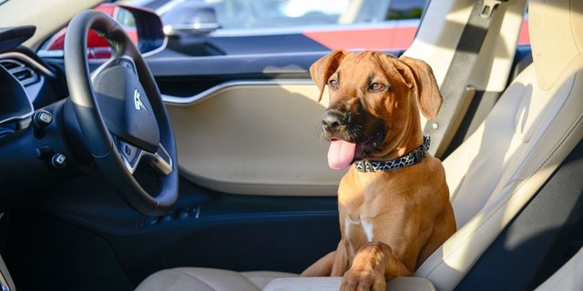 «وضعیت سگی» خودروی تسلا رونمایی شد