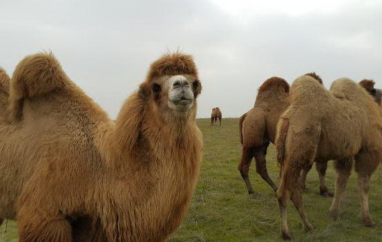 جشنواره شتردوکوهانه در بیله سوار برگزار می‌شود