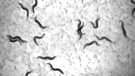 تاثیر یک ترکیب دارویی جدید بر  افزایش طول عمر