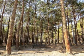 وعده آبفا برای آبیاری درختان بوستان چیتگر